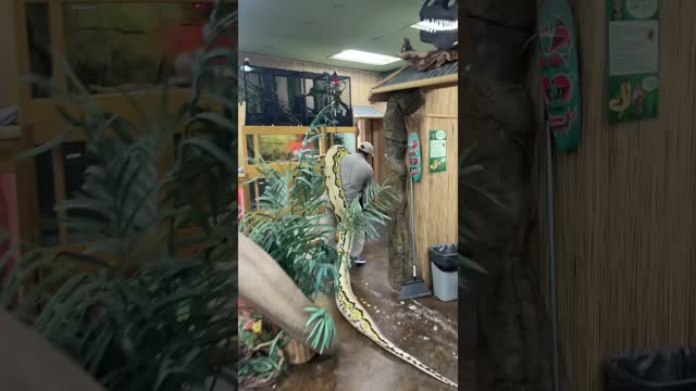 This might be one of the biggest snakes on earth 🐍