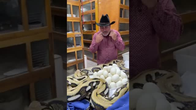 World’s Craziest Python Rodeo 🐍 #shorts #animals #reptile #giant #python #snake #cuteanimals #zoo