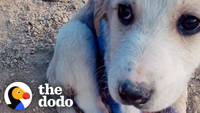 Couple Finds Tiny Puppy On A Mountain Covered In Blue "Paint" | The Dodo