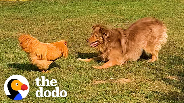 Rooster Loves Chasing This Big Dog  | The Dodo Odd Couples