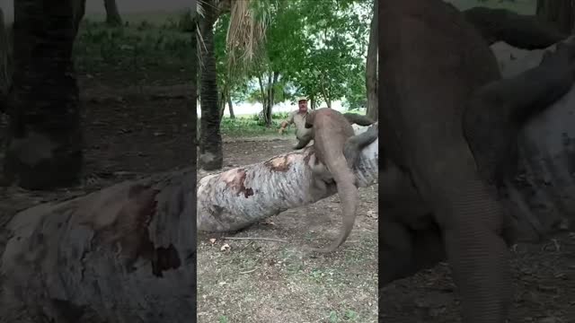 When the Komodo Dragon thinks you’re lunch 😬