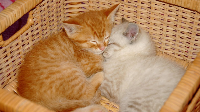 Adorable Kittens Cuddling - Cute Cat Videos Compilation 2019