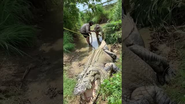 Oh no is right!😱🐊 #reptile  #crocodile #australia #zoo #livingthedream