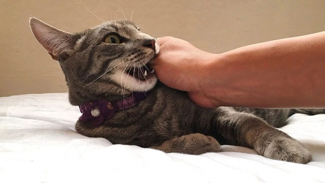 Hilarious Grumpy Cat Videos Funny Cats being Moody