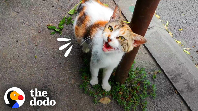 Stray Mama Cat Walks Up To Stranger Asking For Help | The Dodo