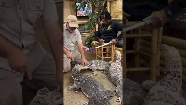 Feeding Our Huge 7ft Monitor Lizards 😱 #shorts #animals #reptile #giant #lizard #dinosaur #zoo