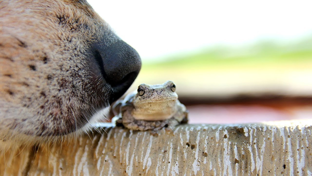 Funny Animal Compilation Hilarious Dogs and Frogs (2019)