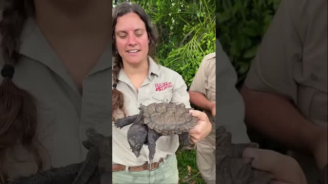 Crazy Hybrid Snapping Turtles 🤯 #shorts #animals #reptile #dinosaur #alligator #turtle