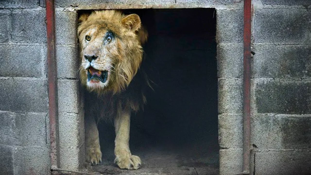 Animals Being Freed For the First Time