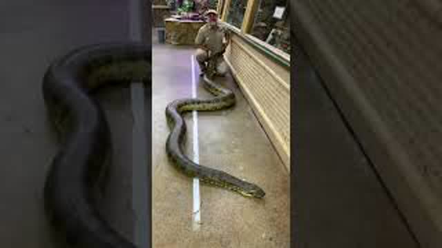 Gigantic Anaconda at The Reptile Zoo 🐍