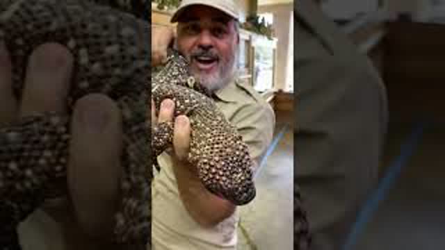 This Beaded Lizard Will Make You A Little Jumpy! 🦎😬