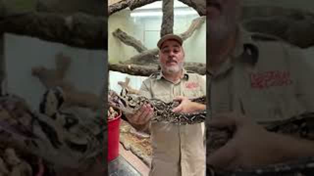 Would you hold this super grumpy boa constrictor 😬