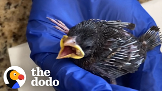 The Most Amazing Thing Happens After Wild Bird Is Released | The Dodo