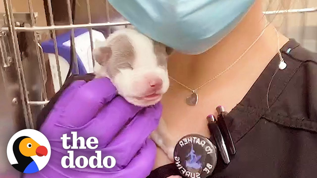 5-Ounce Puppy Grows Up to "Walk Herself" | The Dodo Little But Fierce
