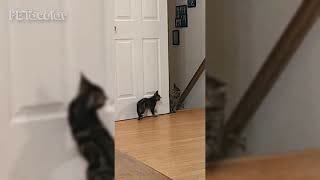 Funny Kitten Playing