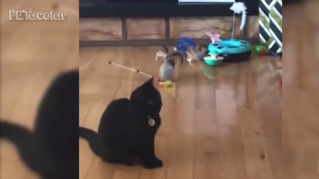 Meeko the Funny Cat Playing and Exploring