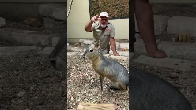 Mythical Creatures In Real Life 🤯 #shorts #animals #cute #mythic