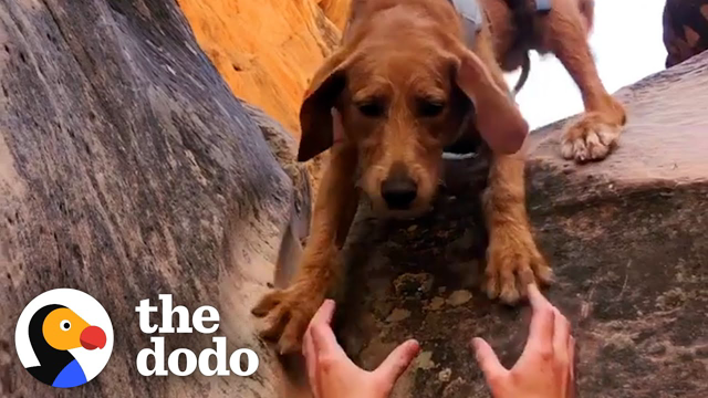 Anxious Golden Pup Rappels Down Canyons Now | The Dodo