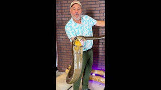 JAVA KISSES A KING COBRA😳