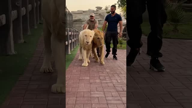 These Two Lions are Beautiful🤩🥰