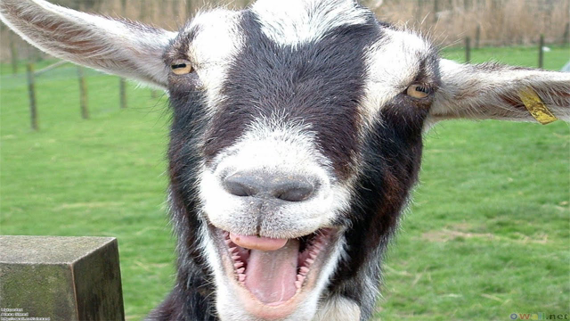 Goat Video Compilation Funny Goat Sounds