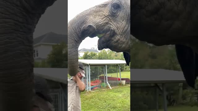 Bubbles the Elephant just smacked me😳😅