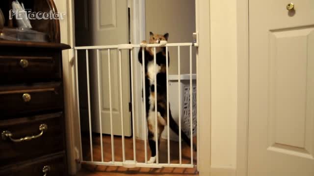 Funny Cat Videos 🐱 Hilarious Cats Vs Gates Compilation 2019