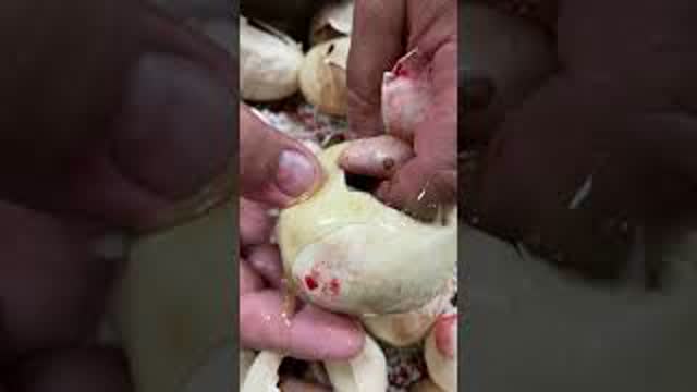 Helping a baby snake hatch 🐍
