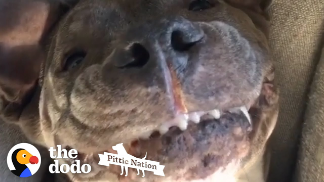 Watch This Silly Pittie Become The Most Patient Foster Dad Ever | The Dodo Pittie Nation