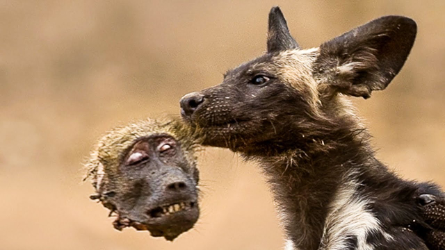 If Wild Dog Sneezes You Could Die