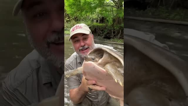 Finding Rare Turtles In A Pond 😱 #shorts #animals #reptile #dinosaur #turtle