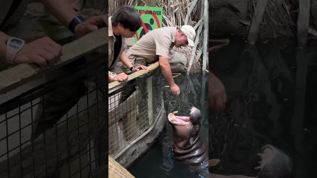 This is actually a full Grown Hippo🤯🤩 they’re called Pygmy hippos🥰