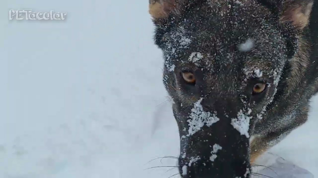 Daisy Playing in Snow