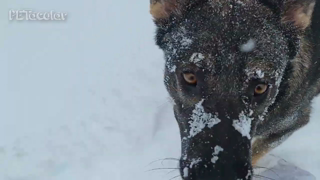 Daisy Playing in Snow