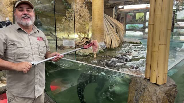Chef Jay Feeds the Gators 🐊