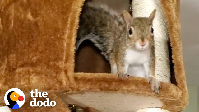 Family Realizes Their Rescue Squirrel Is Having Babies | The Dodo Wild Hearts