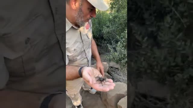 Finding Tarantulas In The Wild 😱 #shorts #animals #giant #spider #tarantula #cuteanimals #zoo