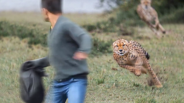 This Is Why the Fastest Animal Is Not a Cheetah