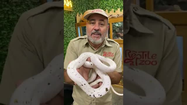 We Made This Special Snake on Accident! 😳 🐍