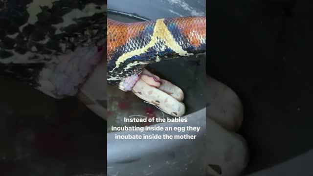 Boa Constrictor Gives Live Birth 😱 #shorts #animals #reptile #snake #baby