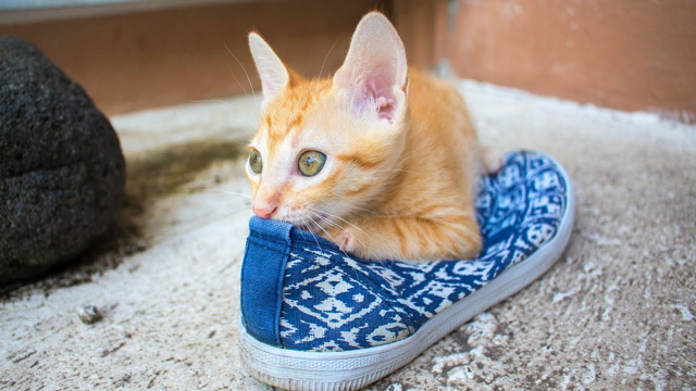 Most Cute and Lovable Cats - Funny Cat Videos - Everything Cats (2019)
