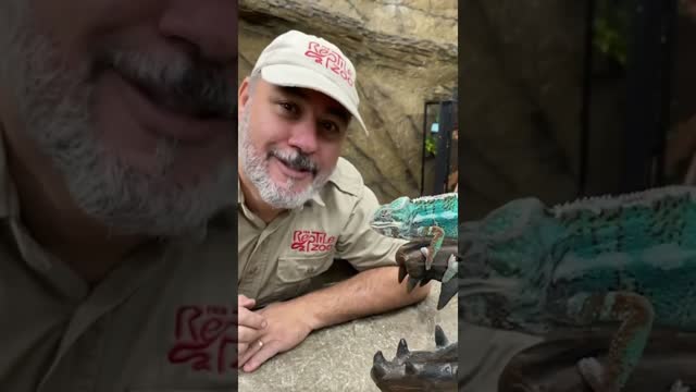 Sharing a worm with my bro! 🤣 #livingthedream #chameleon #reptile #zoo #reels #shorts
