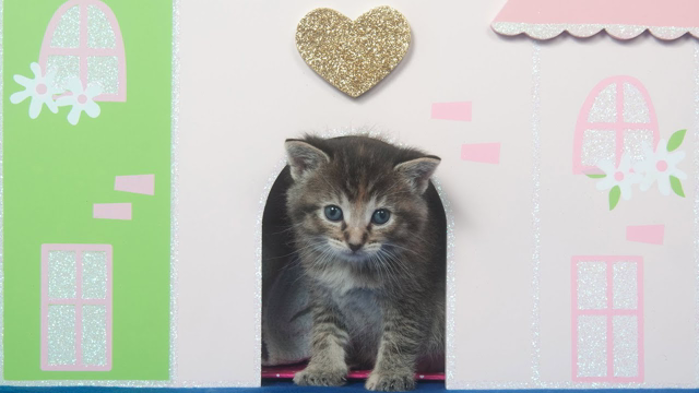 Funny Cats Play In Doll House - Funny Kittens Love Doll Houses Compilation (2018)