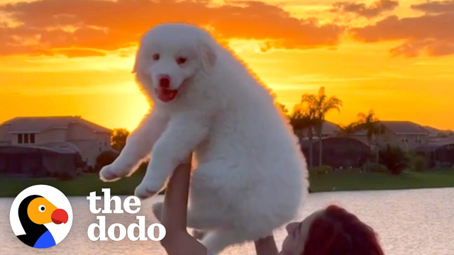 Woman Goes To Italy On Vacation And Comes Home With A Puppy | The Dodo Little But Fierce