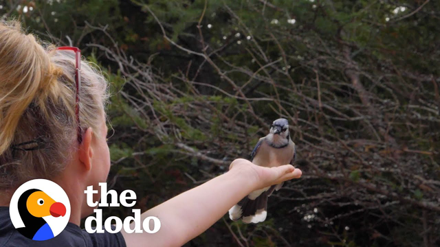 Wild Blue Jays Surprise Woman In The Best Way | The Dodo Wild Hearts