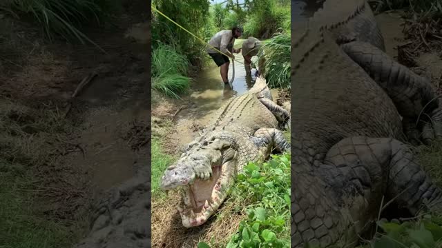 Measuring a Monster Crocodile… how big is it 😱