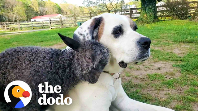 Wobbly Baby Goat Finally Runs With Her Best Friend | The Dodo Little But Fierce