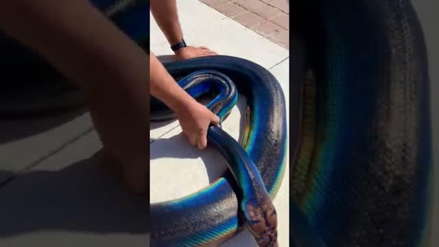 Rainbow Snake! My Love! 🌈  🐍