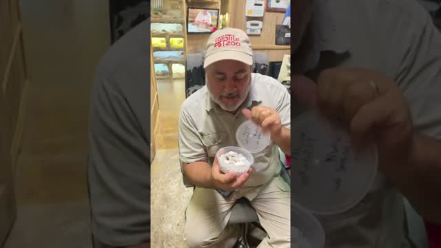 Baby Gecko Hatches Right In Front Of Me 🦎 #shorts #animals #reptile #cuteanimals #lizard #baby #zoo