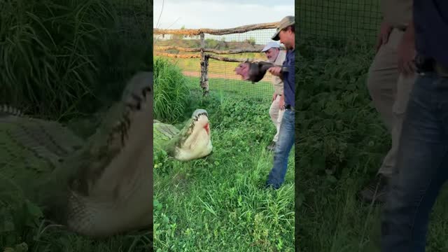 20ft+ Monster Crocodile wasn’t happy when we took his food 😂